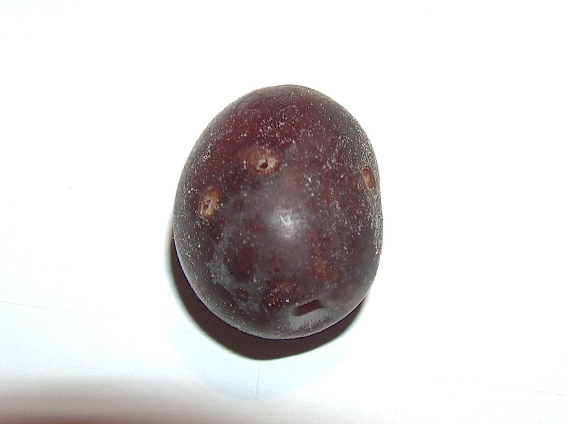 Fori di uscita della mosca dell’olivo Bactrocera oleae su olive; foto Giancarlo Dessì / Istituto Cettolini, Wikimedia Commons
