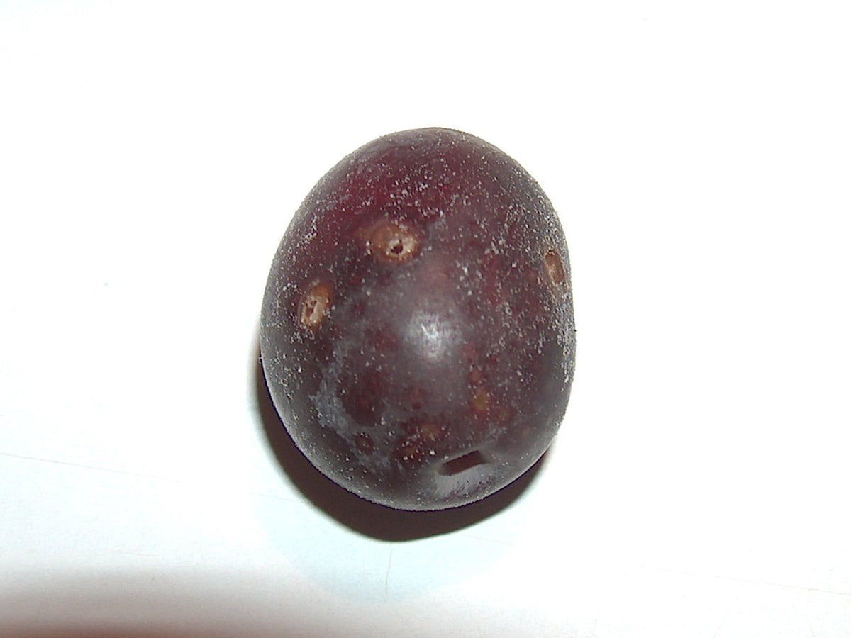 Fori di uscita della mosca dell’olivo Bactrocera oleae su olive; foto Giancarlo Dessì / Istituto Cettolini, Wikimedia Commons