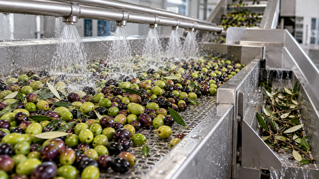 Lavaggio e pulizia delle olive su una linea in acciaio prima della molitura in frantoio
